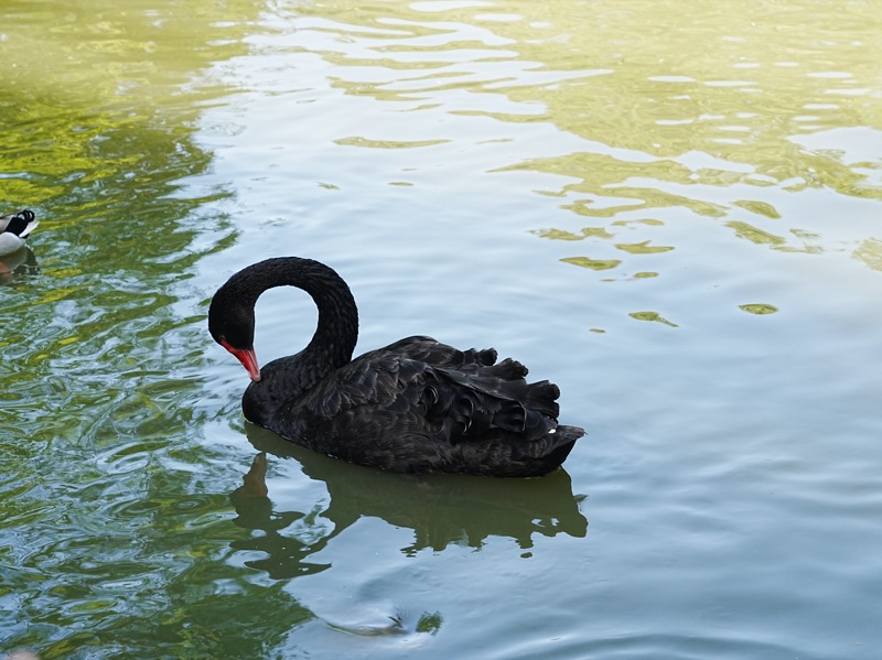 池に浮かぶ黒い白鳥・赤い嘴と水面の緑の反射