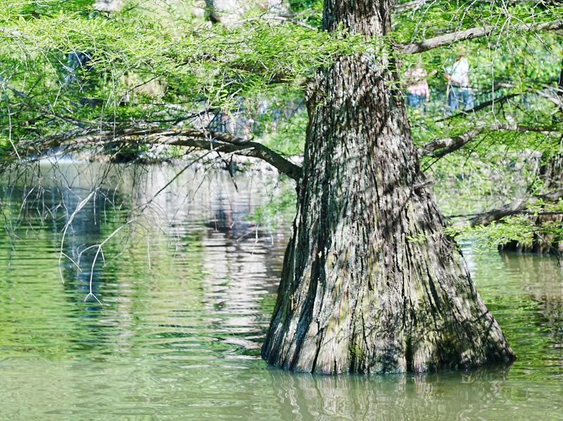 水際に根を張る巨木と水面の反射